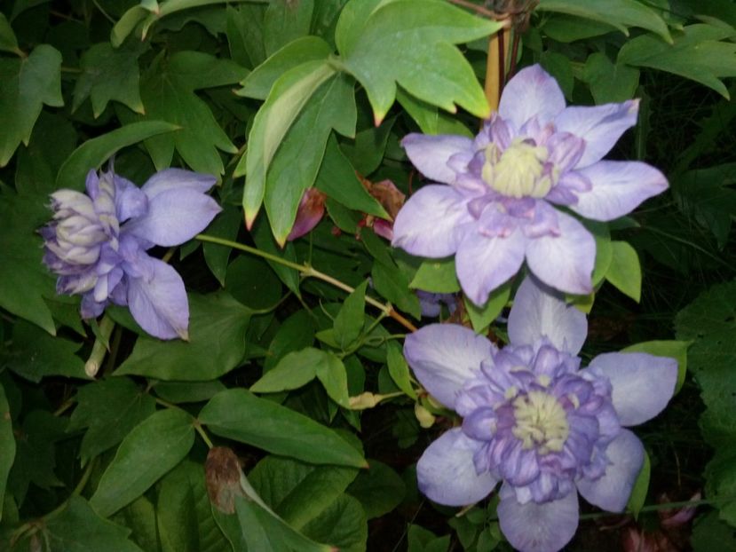 Blue light - Clematite și altele