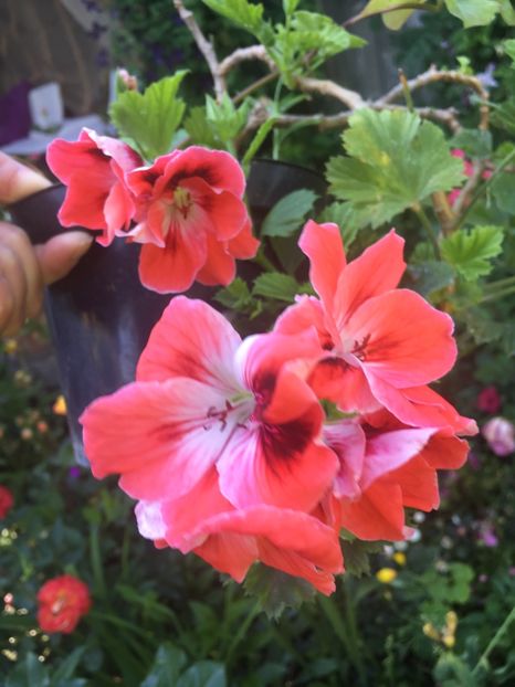 89EAAFF9-8DD4-4344-BFD1-6FB92F4246B3 - 2019