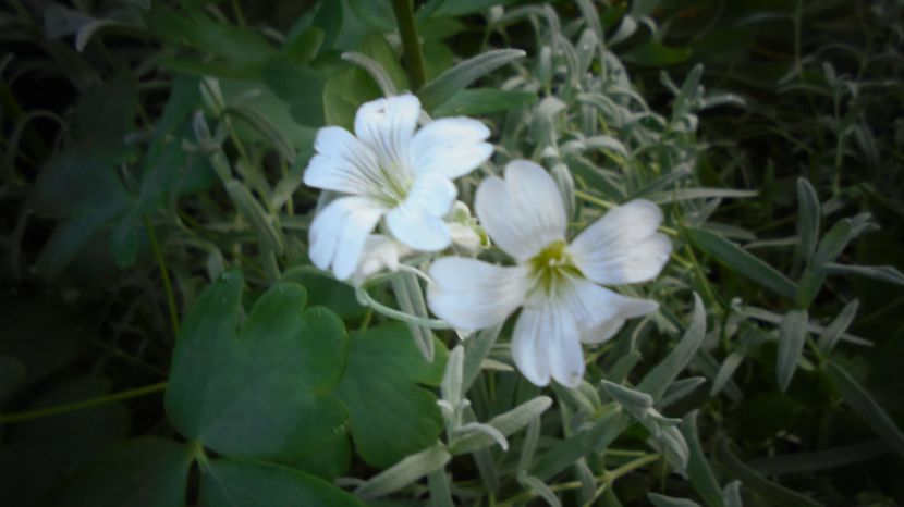 Cerastium tomentosum - Stelute