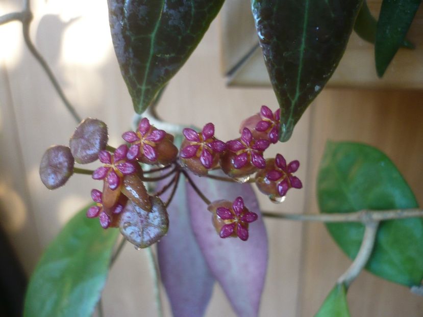 23.05.2019 - HOYA 2019