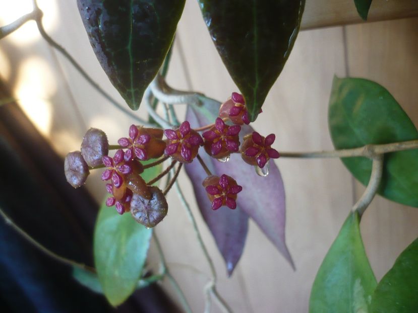 P1410428 - HOYA 2019