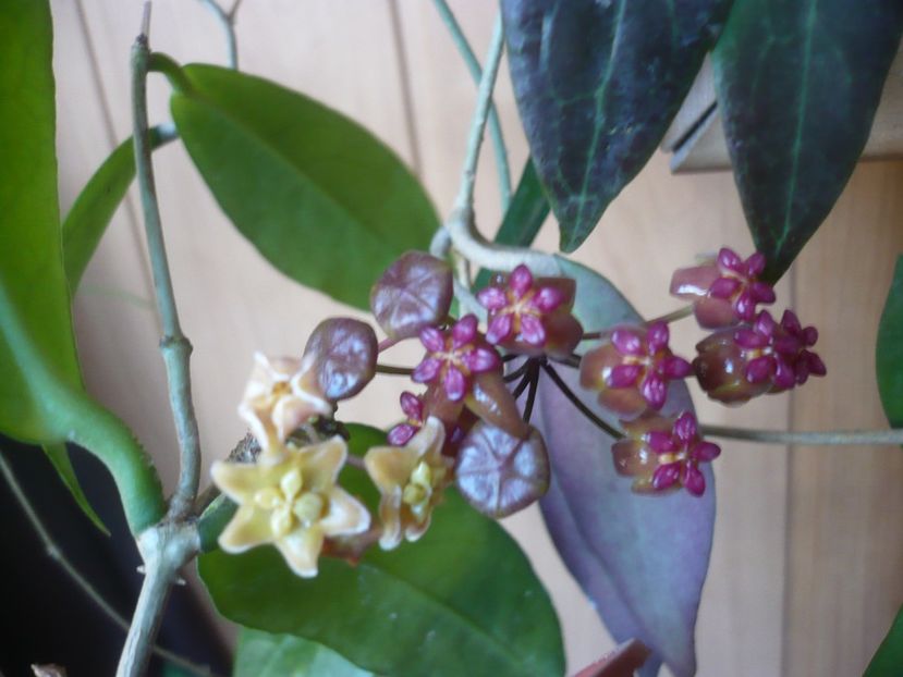 P1410474 - HOYA 2019