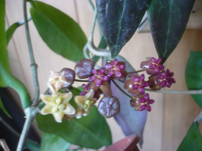 P1410475 - HOYA 2019
