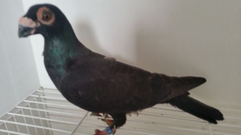 F 2018 - EXPOZITIA LOTULUI