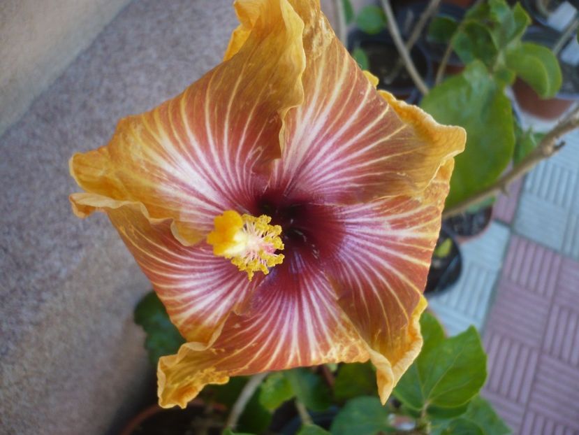 23.05.2019 - HIBISCUSI 2019-1