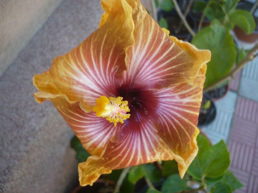 P1410472 - HIBISCUSI 2019-1