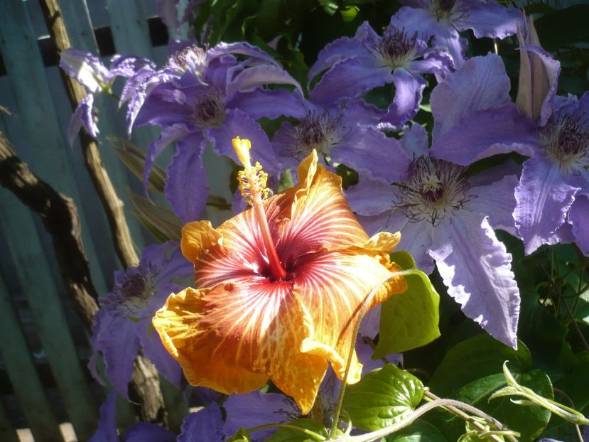 P1410448 - HIBISCUSI 2019-1