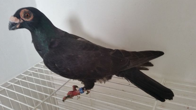 Cioc de vrabie - EXPOZITIA LOTULUI