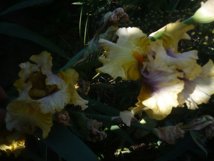 P1410454 - GRADINA 2019