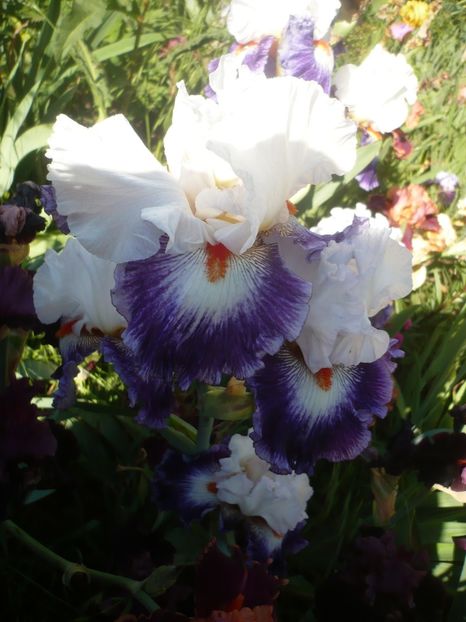 P1410455 - GRADINA 2019