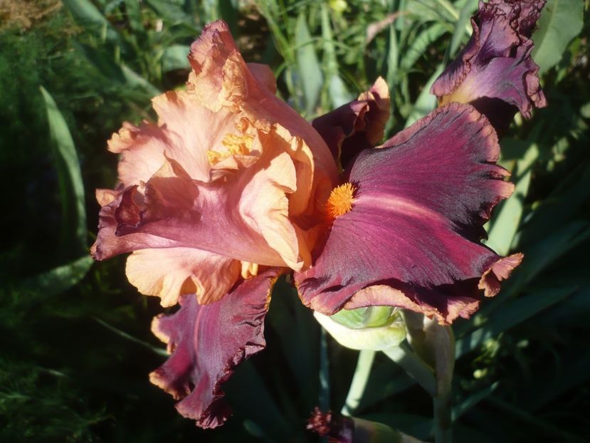 P1410457 - GRADINA 2019