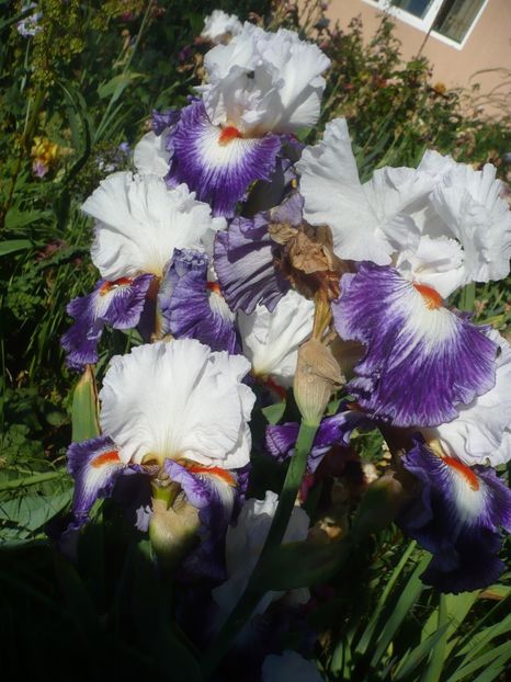 P1410458 - GRADINA 2019