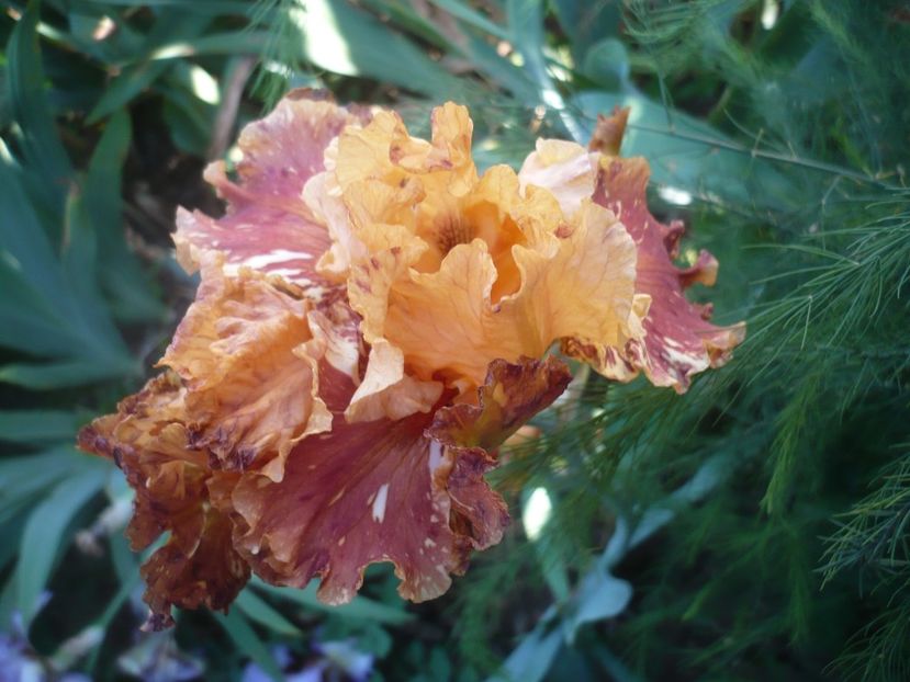 P1410461 - GRADINA 2019