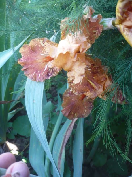 P1410462 - GRADINA 2019