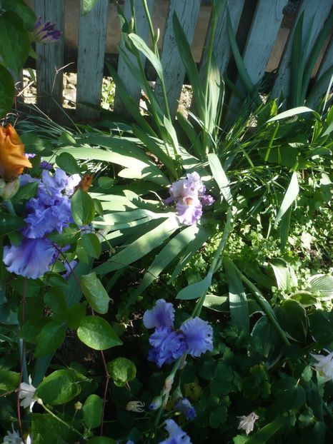 P1410466 - GRADINA 2019