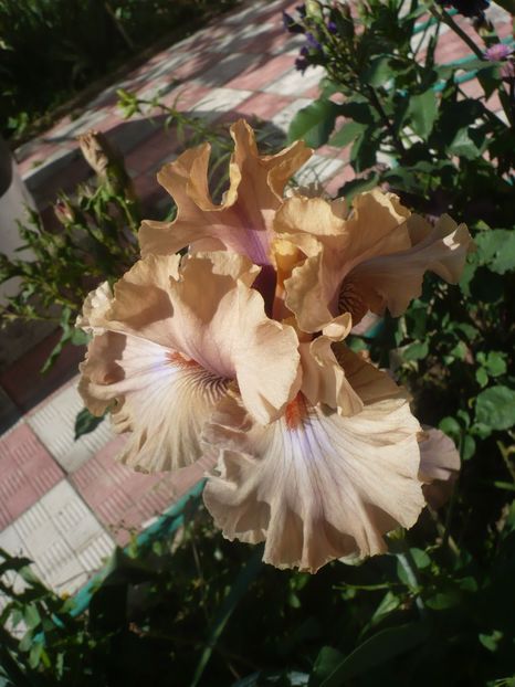 P1410467 - GRADINA 2019