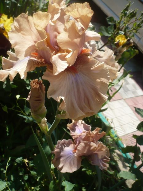 P1410468 - GRADINA 2019