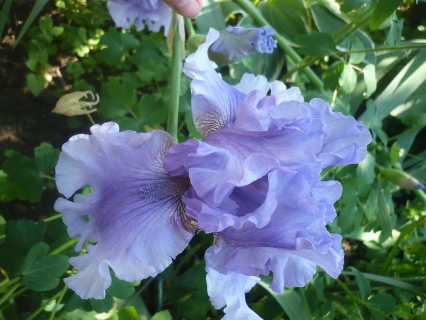 Sapphire Hills-10 lei - 0-DE VANZARE IRISI 2019-EPUIZAT