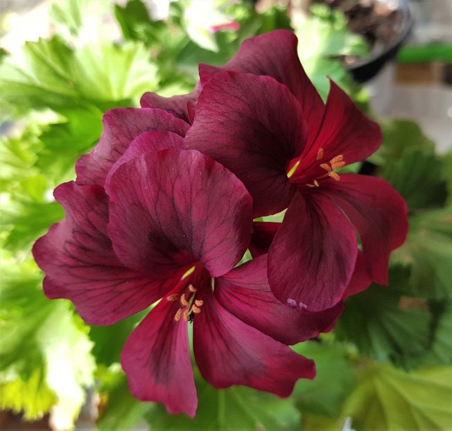  - x Alte plante cu flori