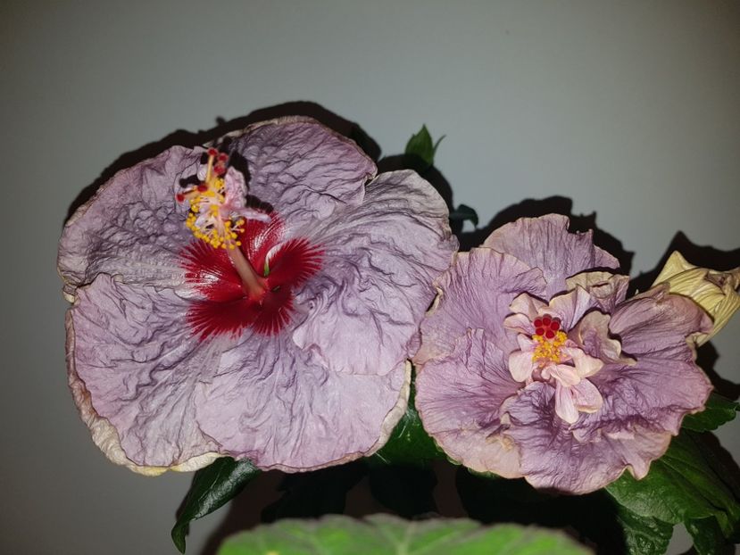  - HIBISCUS 2019