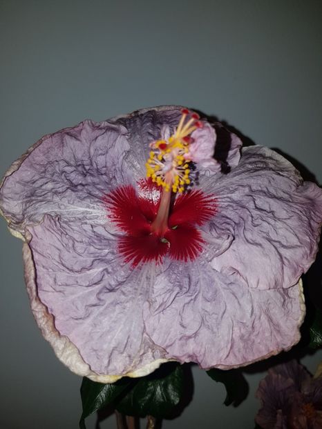  - HIBISCUS 2019