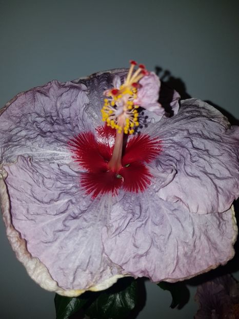  - HIBISCUS 2019