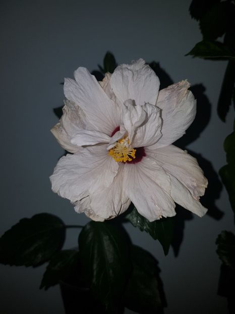  - HIBISCUS 2019