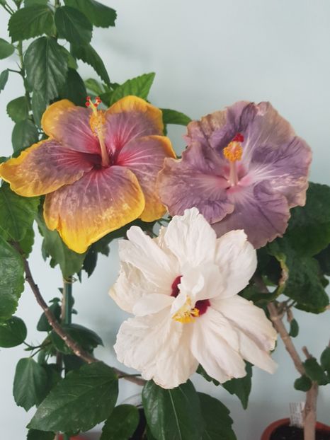  - HIBISCUS 2019