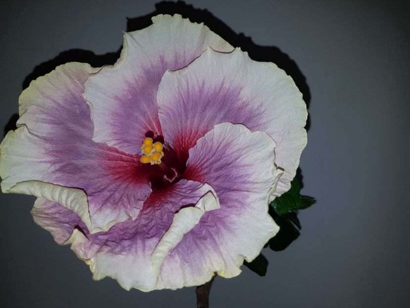  - HIBISCUS 2019