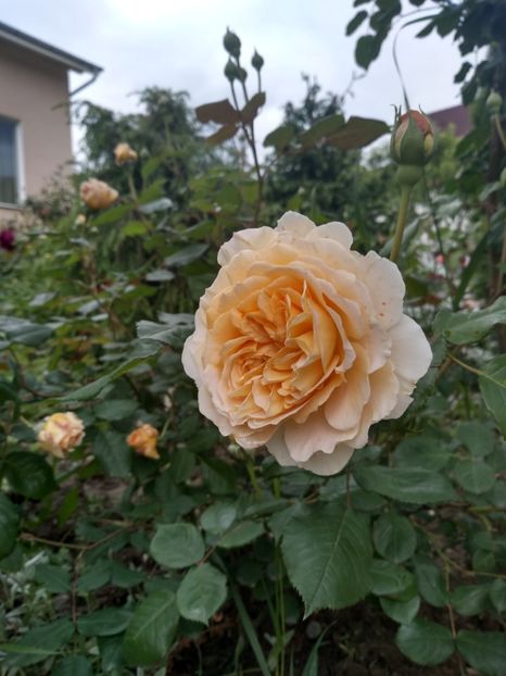 crown pricess margareta - Trandafiri 2019