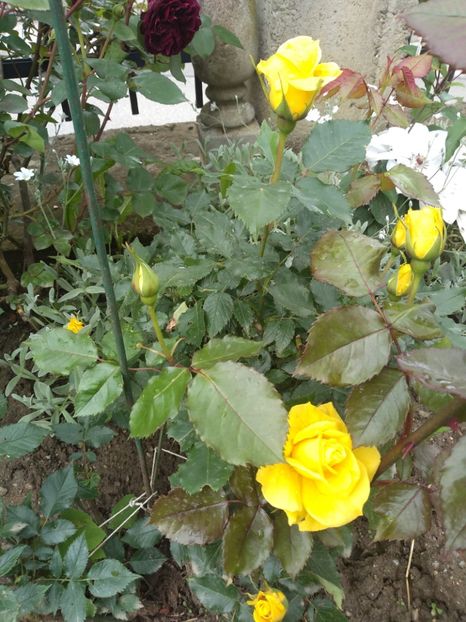 friesia - Trandafiri 2019