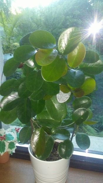 Hoya Australis - Adenium Hoya si alte plante suculente