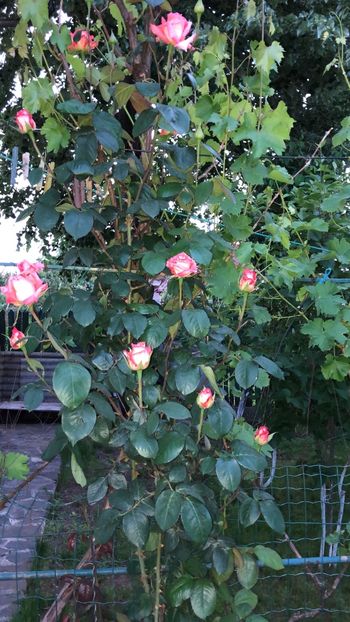 1D143082-F964-4E93-A6DC-617634FA2D06 - 00000 FLORILE MAMEI