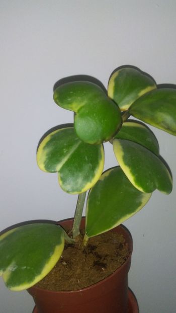 Hoya kerrii variegata - Adenium Hoya si alte plante suculente