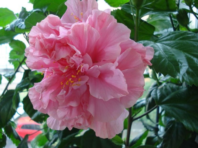 103446624 (1) - HIBISCUS 2019