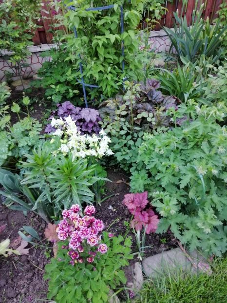  - 000 2019 din gradina