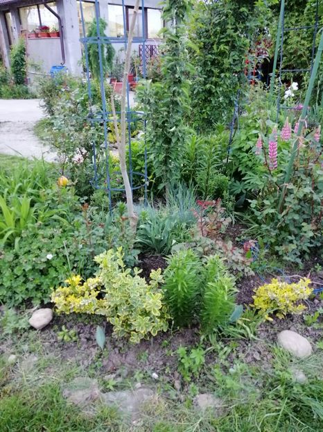  - 000 2019 din gradina