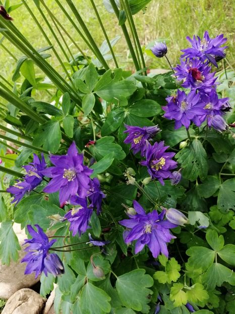  - 000 2019 din gradina