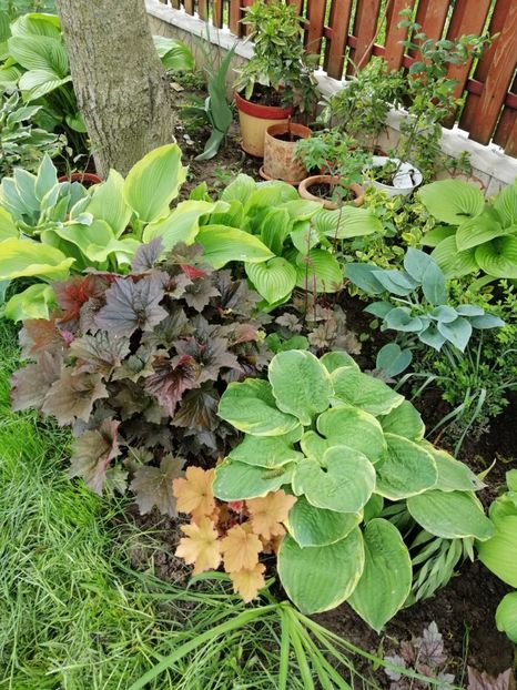  - 000 2019 din gradina