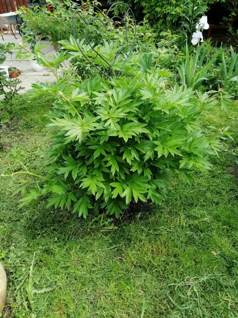  - 000 2019 din gradina