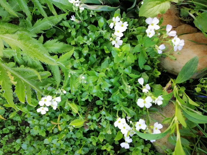  - 000 2019 din gradina