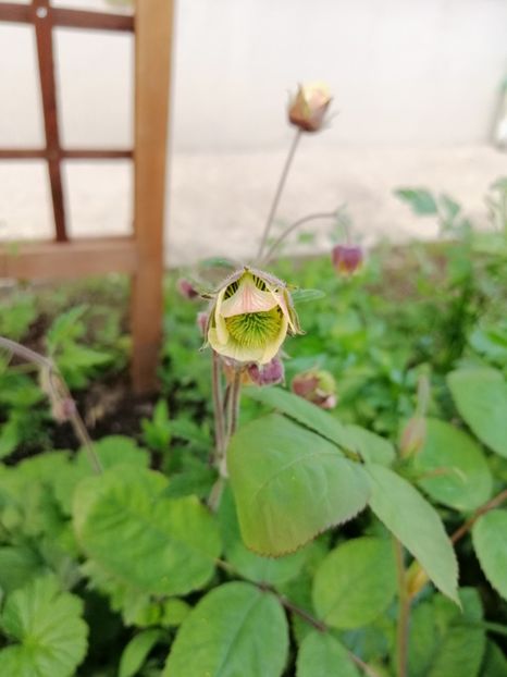  - 000 2019 din gradina