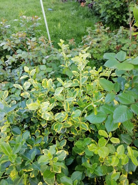  - 000 2019 din gradina