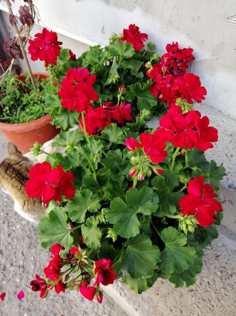  - 000 2019 din gradina