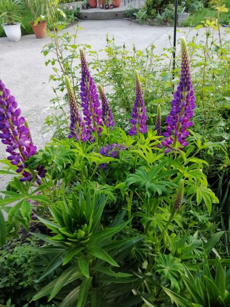  - 000 2019 din gradina