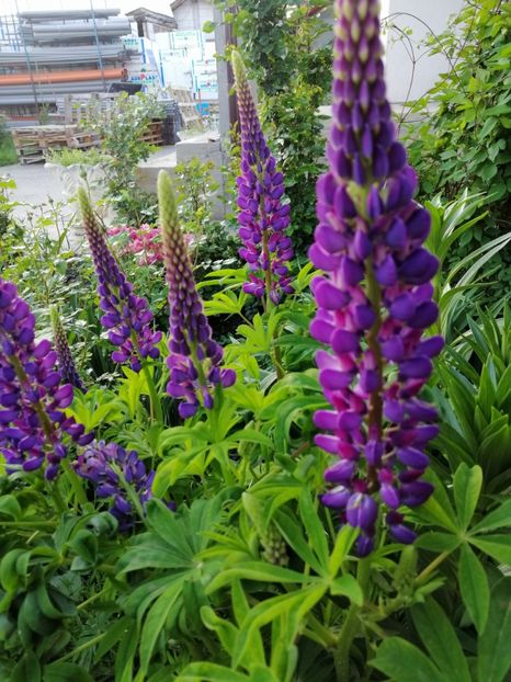  - 000 2019 din gradina