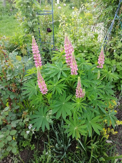  - 000 2019 din gradina