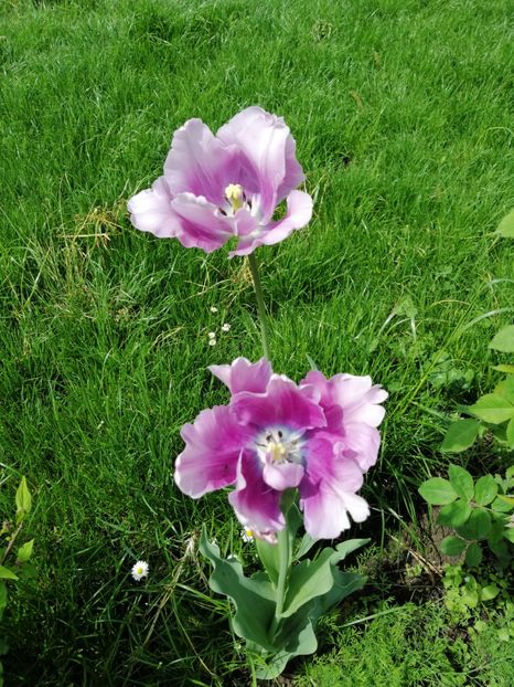  - 000 2019 din gradina