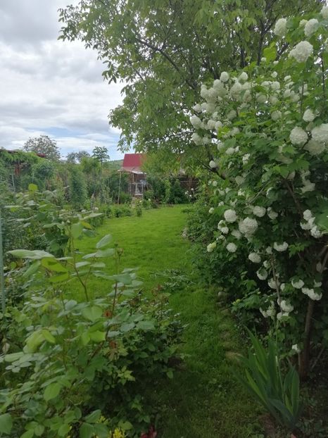  - 000 arbusti și liane