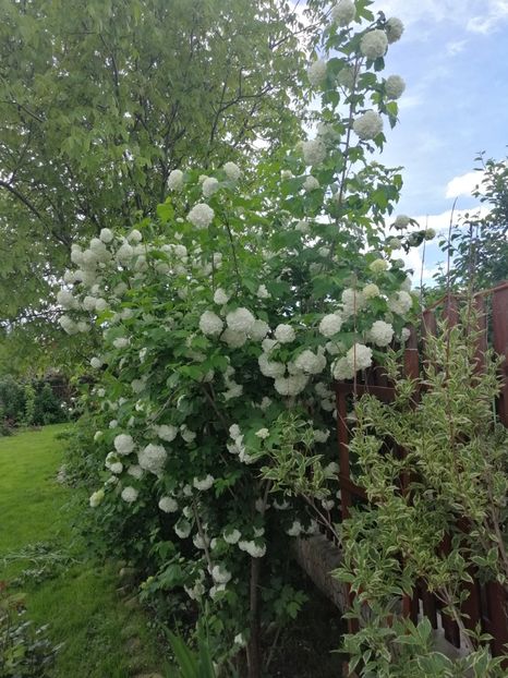  - 000 arbusti și liane